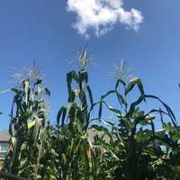 Westchester 'Farm To Table' Business Wins Mid-Hudson Grant