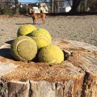 Bergen County Dog Parks Can Reopen