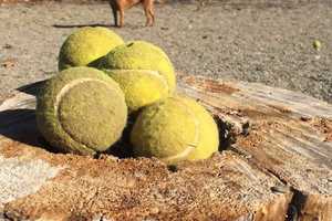 Bergen County Dog Parks Can Reopen