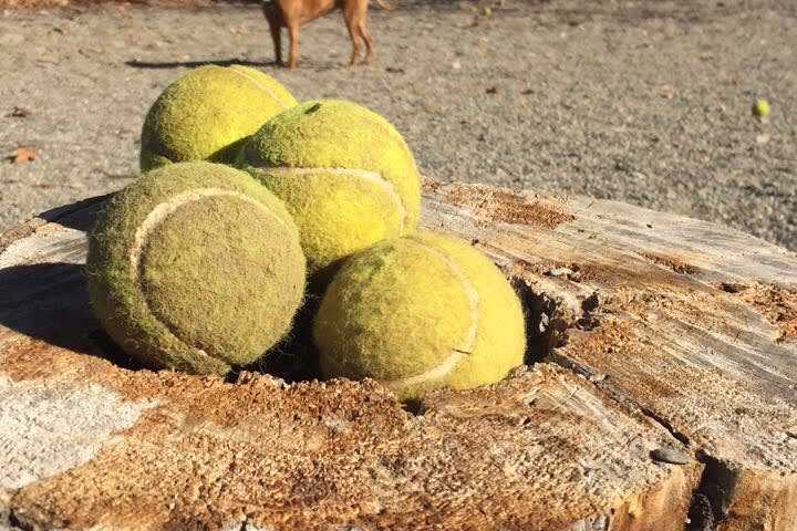 Bergen County Dog Parks Can Reopen