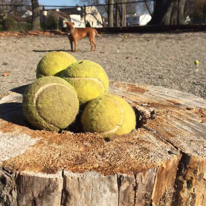 Dog parks in Bergen County-owned parks can reopen.