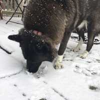 <p>A dog in Danbury licks up an icy treat during Tuesday&#x27;s storm. An inch of snow had fallen by early afternoon, with another inch or two expected.</p>