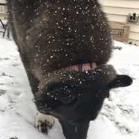 <p>A dog in Danbury licks up an icy treat during Tuesday&#x27;s snowfall. it is just enough snow to cover cars, decks, roads and yards.</p>