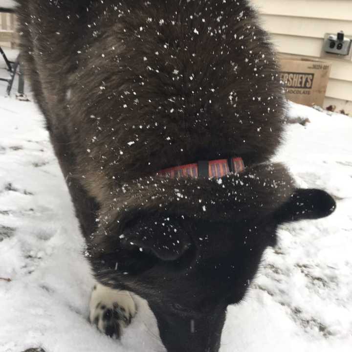 A dog in Danbury licks up an icy treat during Tuesday&#x27;s snowfall. it is just enough snow to cover cars, decks, roads and yards.