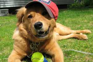 Oakland Dog Lover Seeks Help To Make Park A Reality