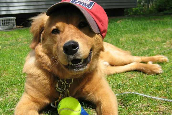 Oakland Dog Lover Seeks Help To Make Park A Reality