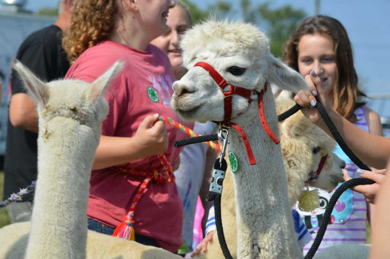 Passaic County Fair Returns With Rides, Beer Tent, Petting Zoo