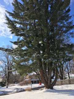 Howling Winds Bringing Big Chills, Possible Power Outages To Darien