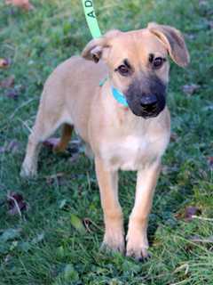 Glen Rock Offers Free Rabies Clinic