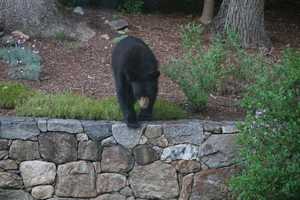 Bear Wanders Into Franklin Lakes Garage