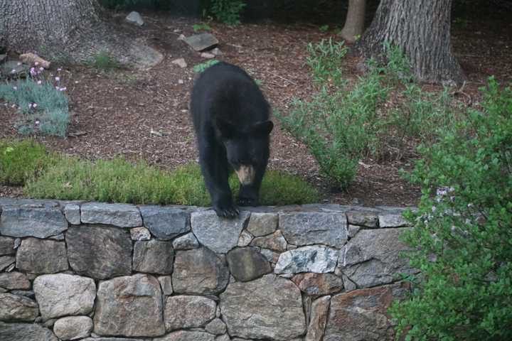 Bear Wanders Into Franklin Lakes Garage