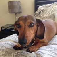 Beloved Long Beach Daschund Dies From Apparent BB Gun Shot
