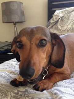 Beloved Long Beach Daschund Dies From Apparent BB Gun Shot