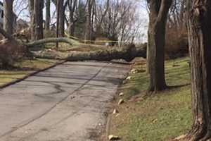 Got Winter Storm Debris? Norwalk Has A Waste Site For That