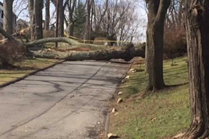 Got Winter Storm Debris? Norwalk Has A Waste Site For That