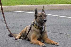 Passaic County Raises Funds For K-9 Vests, Honors Fallen Dogs