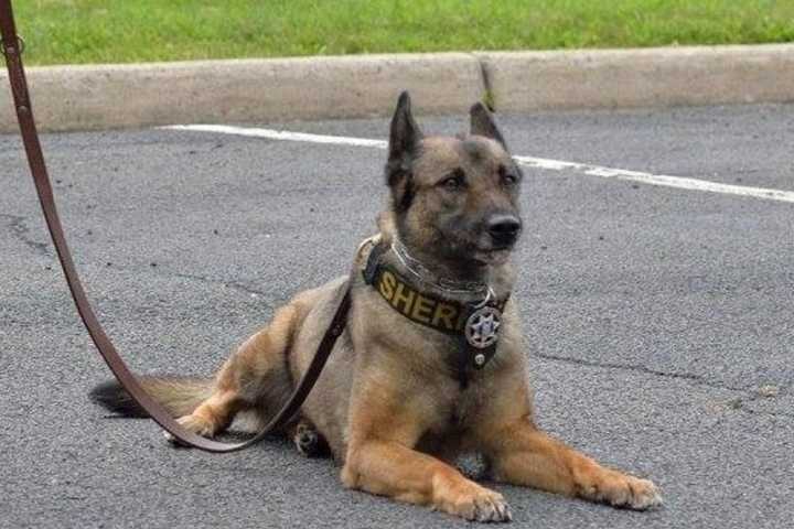 Passaic County Raises Funds For K-9 Vests, Honors Fallen Dogs