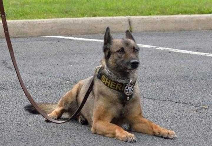 Funds are being raised to support the Passaic County Sheriff&#x27;s K-9 Division.