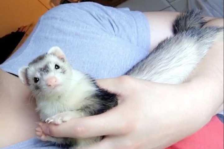 Fort Lee Ferret Goes Missing