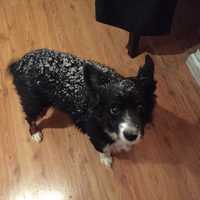 <p>Taco after his morning walk in the snow.</p>