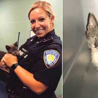 Skittish Kitten Rescued From GWB Traffic Available For Adoption
