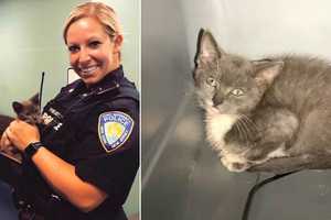 Skittish Kitten Rescued From GWB Traffic Available For Adoption