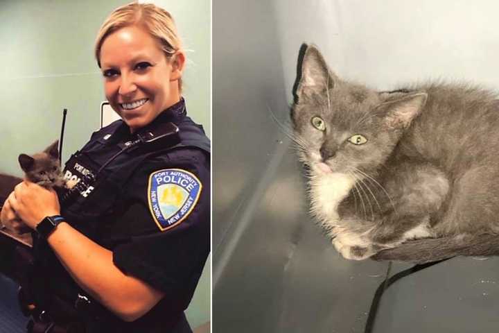 Skittish Kitten Rescued From GWB Traffic Available For Adoption