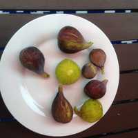 <p>Fig time!</p>