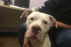 Dog Found Living With Coyote Pack Being Cared For By Oakland Shelter