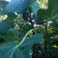 <p>Figs grown by Poughkeepsie resident Michael Fanelli.</p>