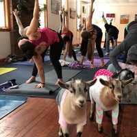Adorable Goats Bring Zen To Ringwood Yoga Class