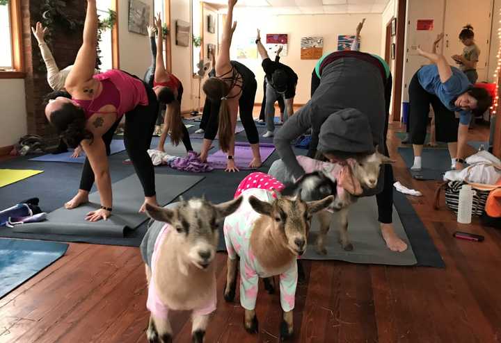 Totes Goats, LLC is holding goat yoga classes at the New Weis Center for Education, Arts and Recreation in Ringwood.