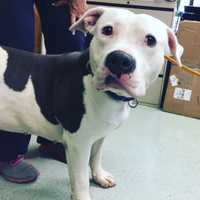 Homeless Bergen Pittie Gets To Be Dog Again; Now All She Needs Is A Family
