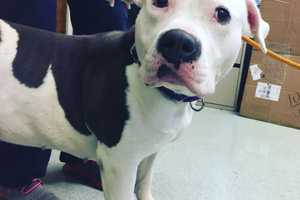 Homeless Bergen Pittie Gets To Be Dog Again; Now All She Needs Is A Family