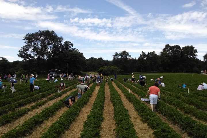 It's Prime Time To Pick-Your-Own At Jones Family Farms In Shelton