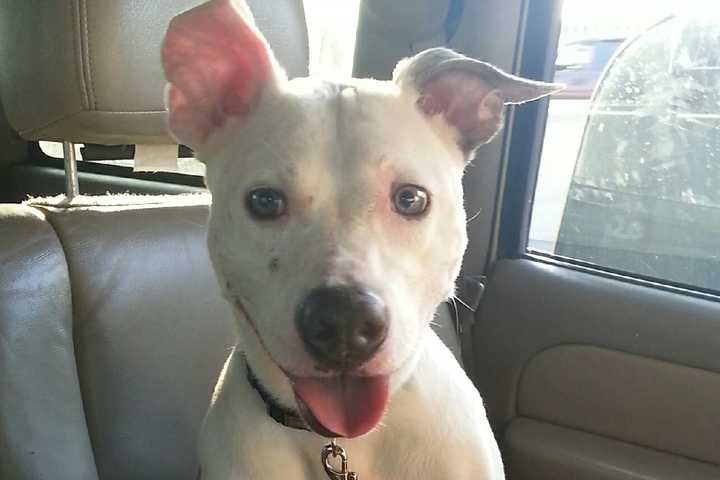 Seen Him? 'Pepsi' The Pitbull Missing In White Plains