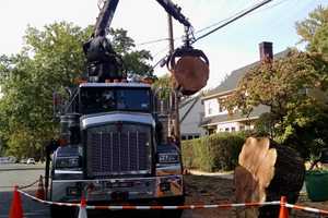 Worker Cut Diseased Oak Tree In Larchmont