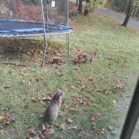 <p>Two bobcats checking out the yard at a New Canaan home.&nbsp;</p>