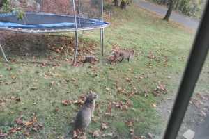 Family Of Bobcats Takes Over Backyard Of Home In New Canaan