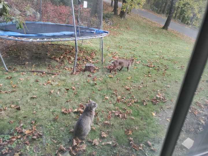 Two of the bobcats checking out the yard at a New Canaan home.&nbsp;