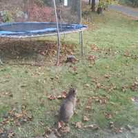 <p>One of the smaller cats.&nbsp;</p>