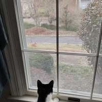 <p>The homeowner's cat watched as the fox made its visit.&nbsp;</p>