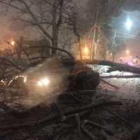 Hackensack Man Climbs Out Passenger Door After Tree Falls On Moving Car