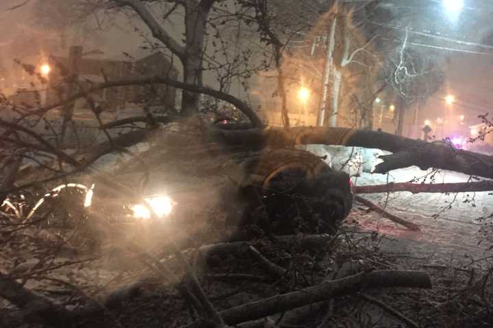 Hackensack Man Climbs Out Passenger Door After Tree Falls On Moving Car