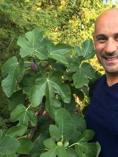 Poughkeepsie Gardener Gets 'Figgy' With Summer Trees