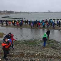 <p>Students and other volunteers helped plant plugs of sea grass to help stop erosion on Stratford Point.</p>