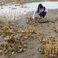 <p>Students and other volunteers helped plant plugs of sea grass to help stop erosion on Stratford Point.</p>