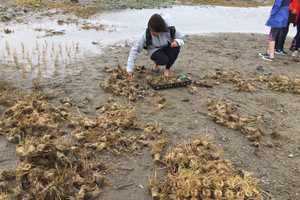Earth Day Efforts: Kids, SHU Professors Help Stem The Tide In Stratford