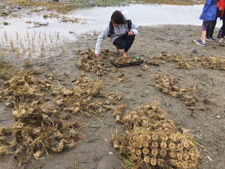 Students and other volunteers helped plant plugs of sea grass to help stop erosion on Stratford Point.