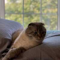 New York Could Become First State To Ban Declawing Cats Statewide